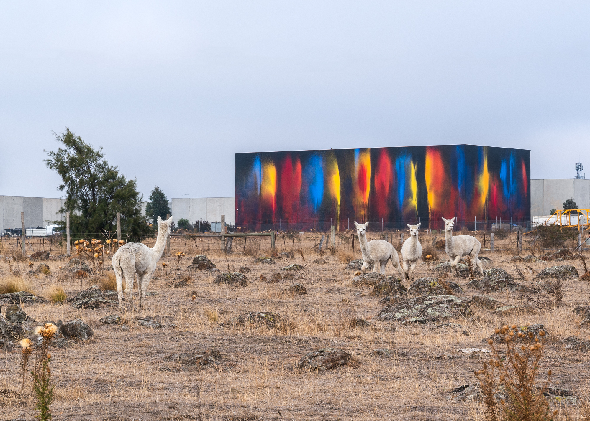 Ash-Keating-Ash-Keating-Hume-Response-2019-with-Alpacas-photo-by-Dan-Preston-